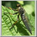 Neoitamus cyanurus - Raubfliege w02.jpg